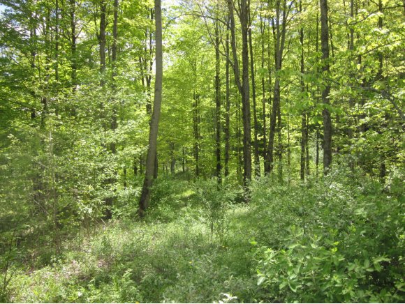 0 Russell Road Newark Valley, NY 13811 - Photo 2 of 13 Gallery Image 2
