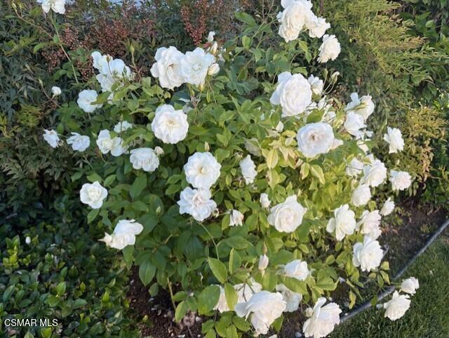 205 Larkhill Street Thousand Oaks, CA 91360 - Photo 26 of 26 a view of flowers in bunch
