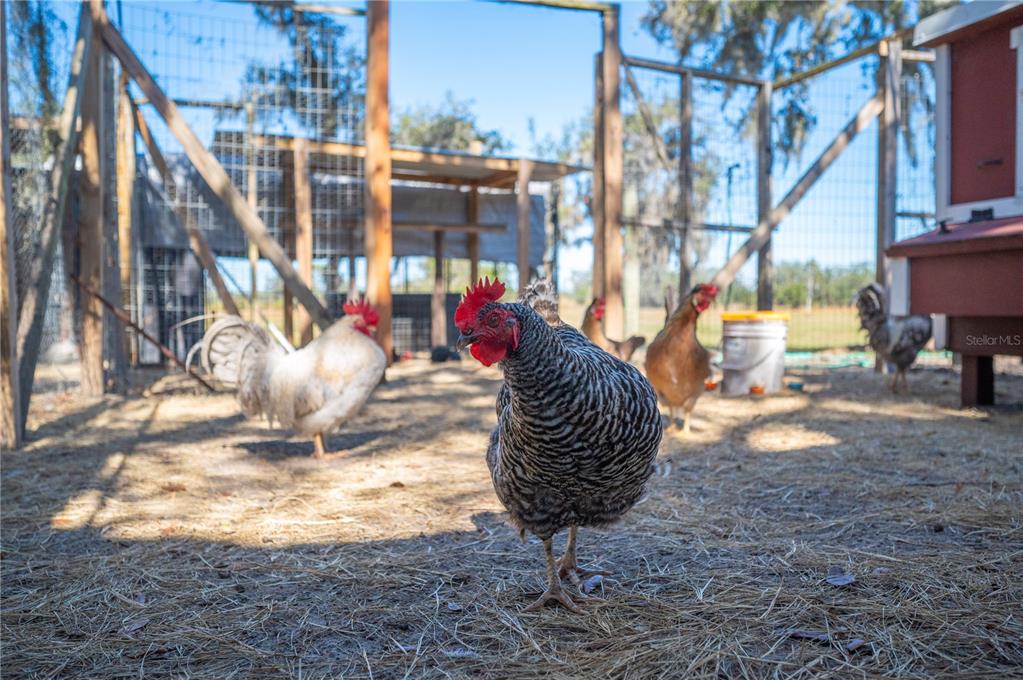 4900 J Jackson Road Fort Meade, FL 33841 - Photo 73 of 97