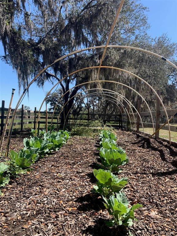 4900 J Jackson Road Fort Meade, FL 33841 - Photo 77 of 97 a view of a yard with large trees