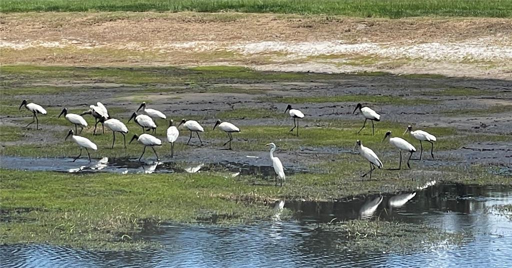 4900 J Jackson Road Fort Meade, FL 33841 - Photo 82 of 97 a view of a lake from a yard