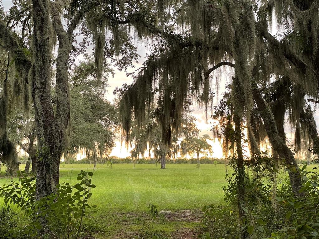 4900 J Jackson Road Fort Meade, FL 33841 - Photo 91 of 97 a view of green field