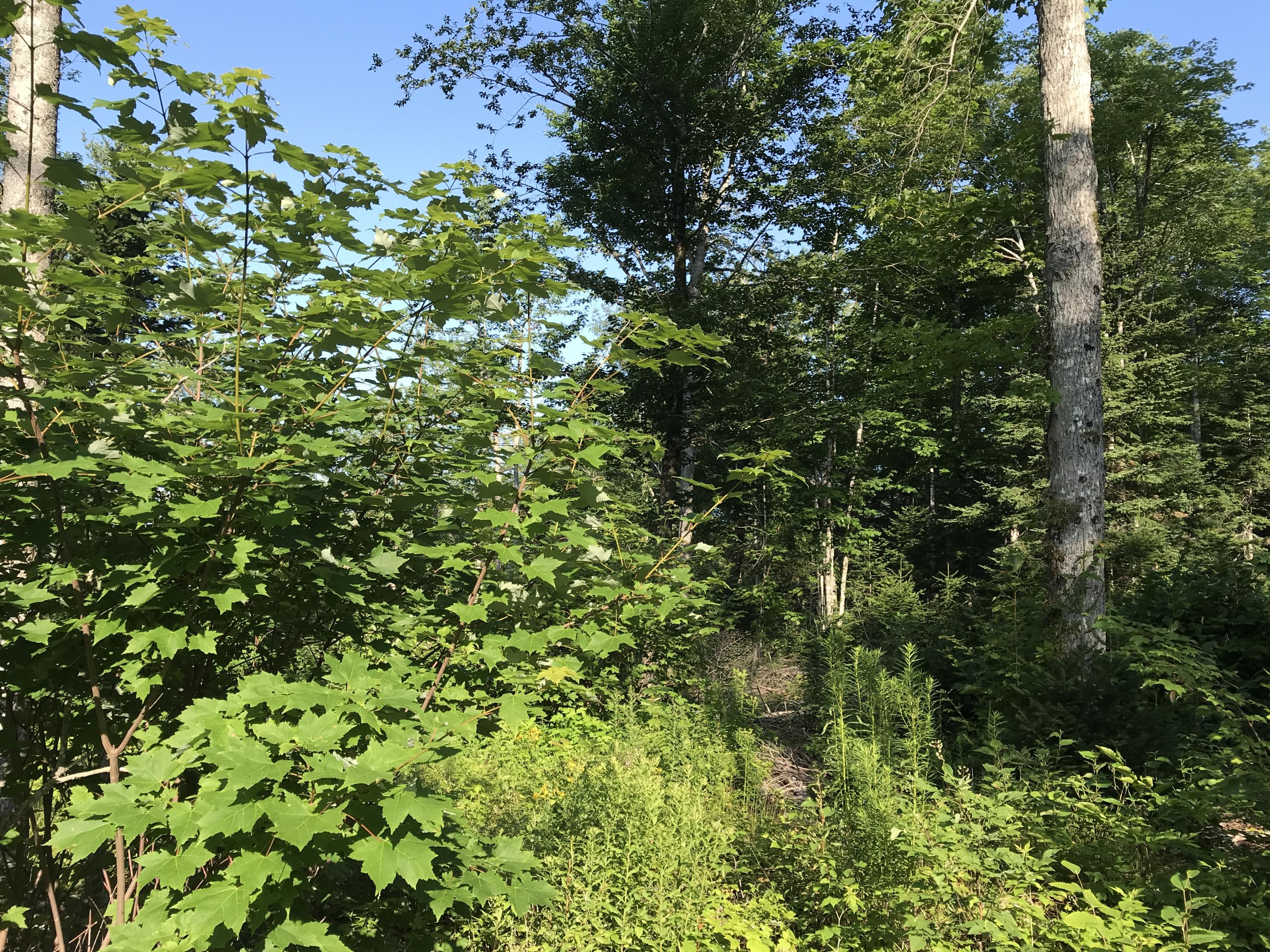 Xxx Johnson Road Perry, ME 04667 - Photo 20 of 29 IMG_8894