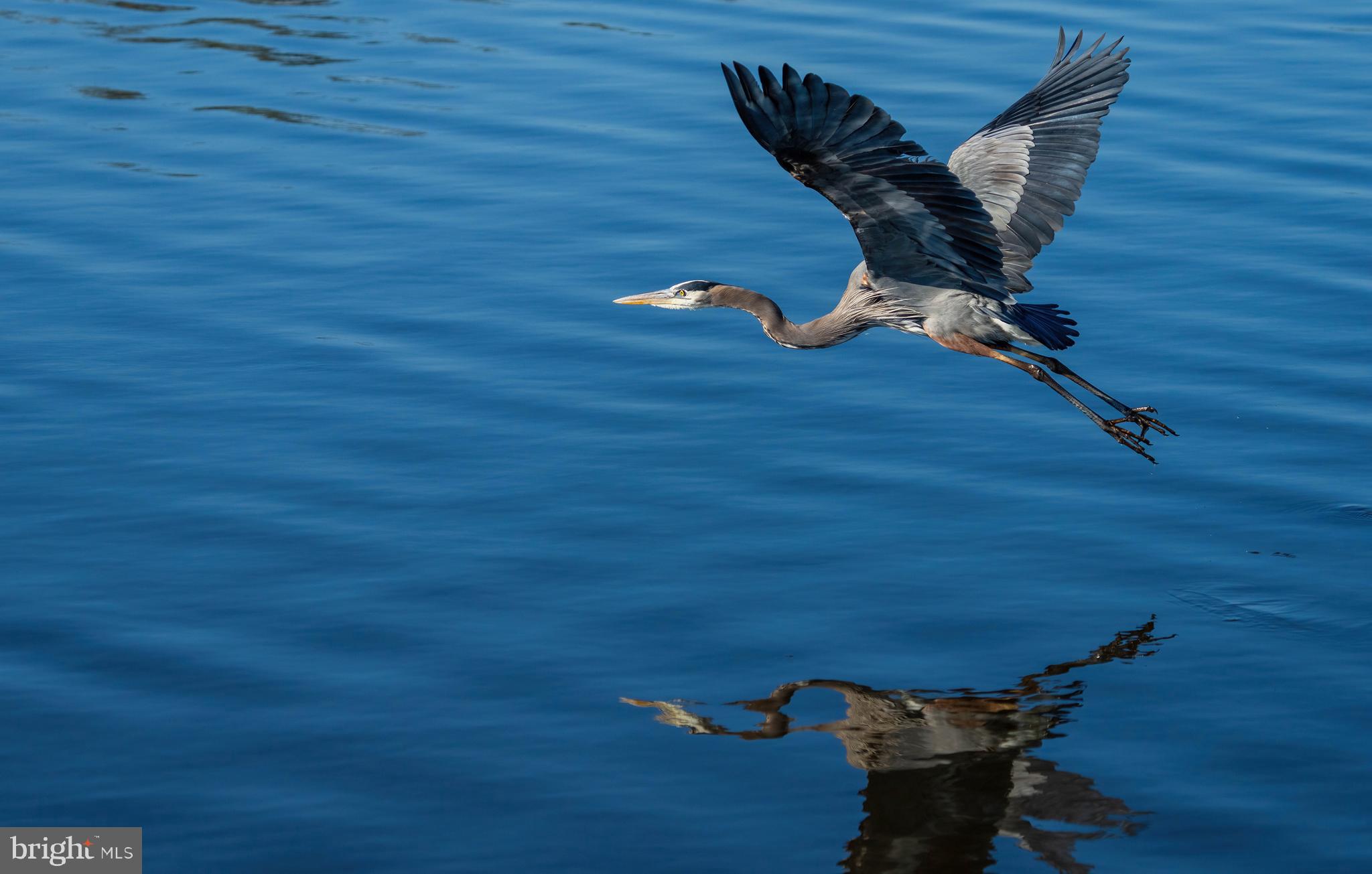 8645 Northbend Circle Easton, MD 21601 - Photo 55 of 70
