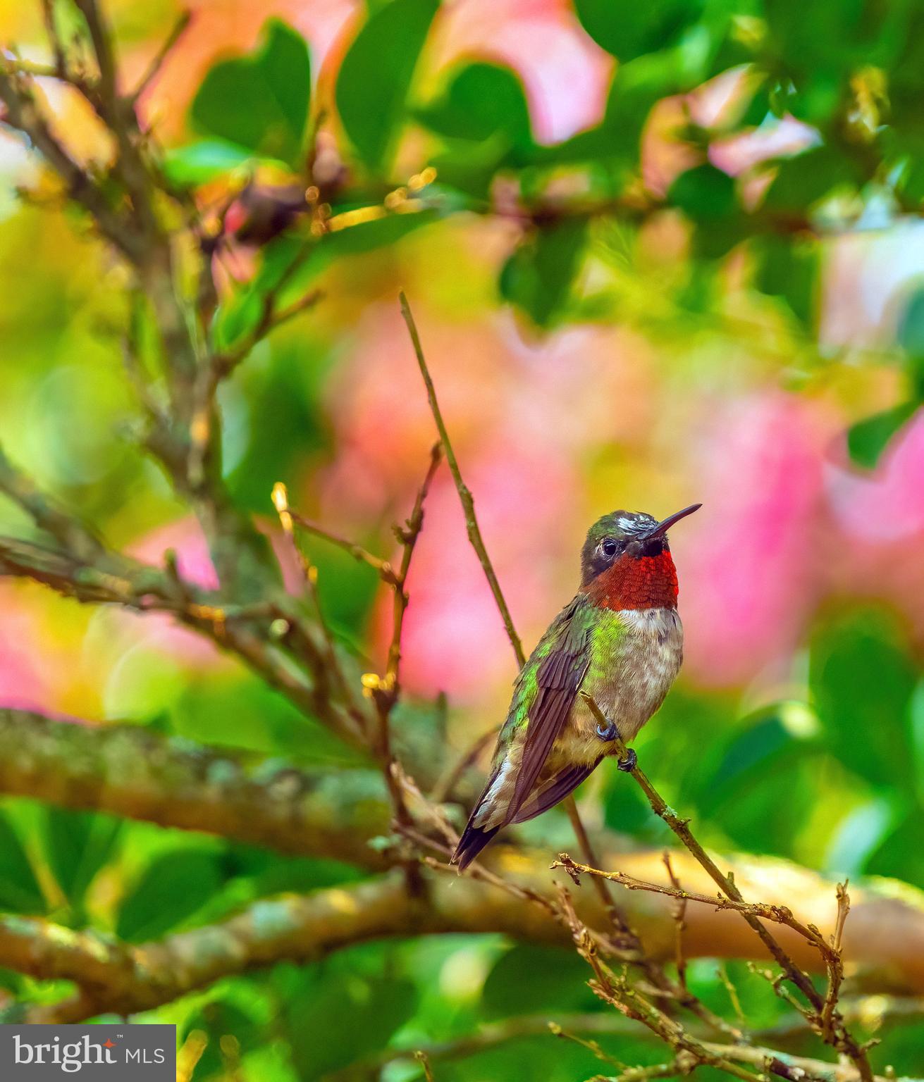 8645 Northbend Circle Easton, MD 21601 - Photo 66 of 70