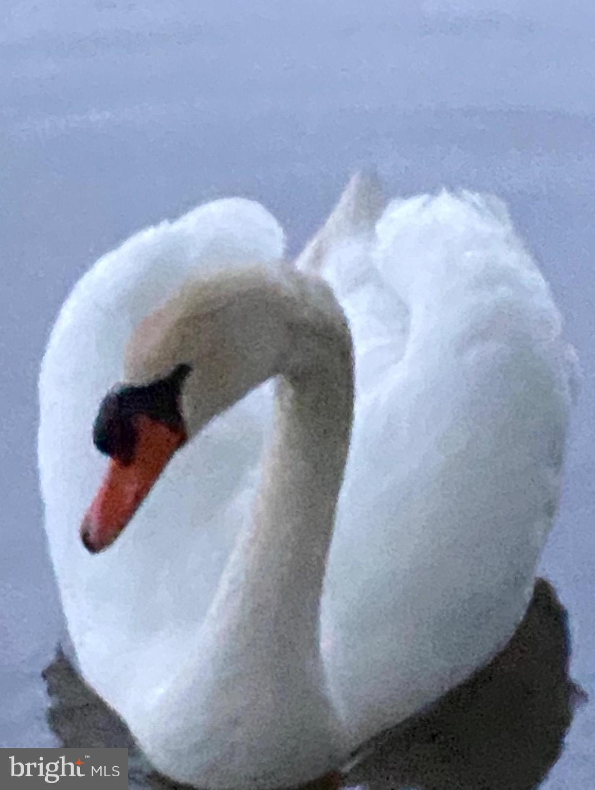 8645 Northbend Circle Easton, MD 21601 - Photo 67 of 70