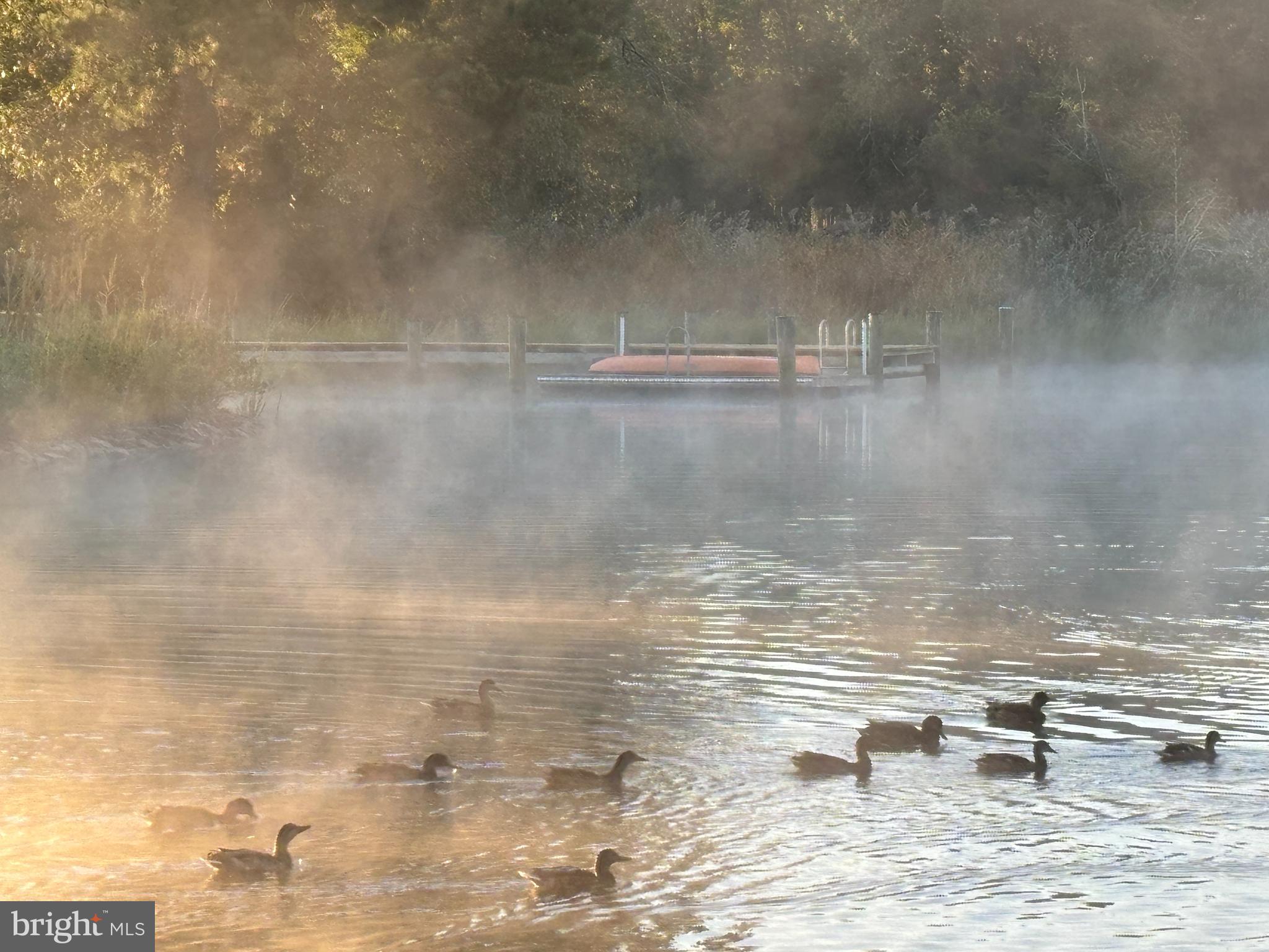 8645 Northbend Circle Easton, MD 21601 - Photo 70 of 70 Kayaking companions