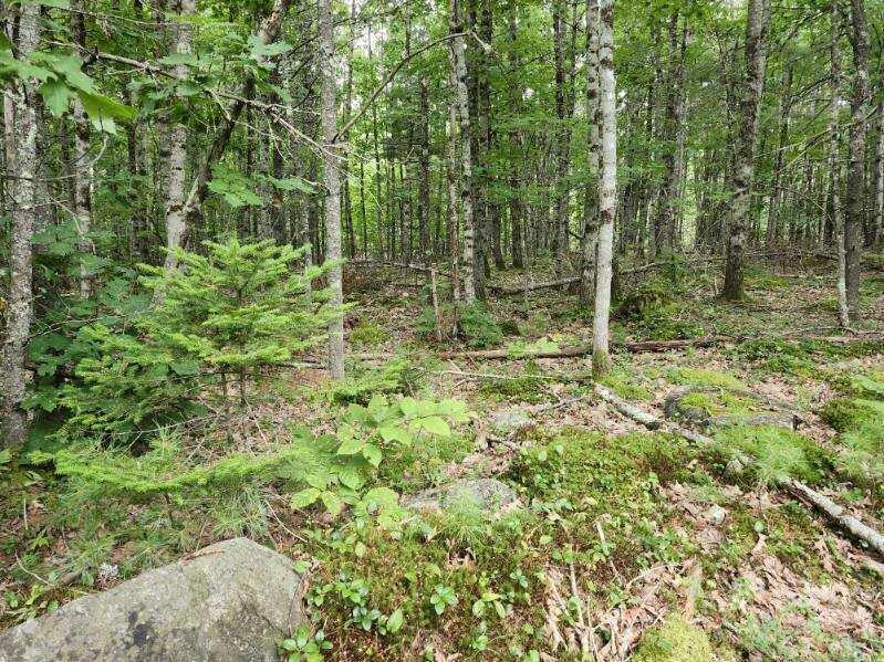 Lot 7-part West Neck Road Nobleboro, ME 04555 - Photo 6 of 6 image000003(6)