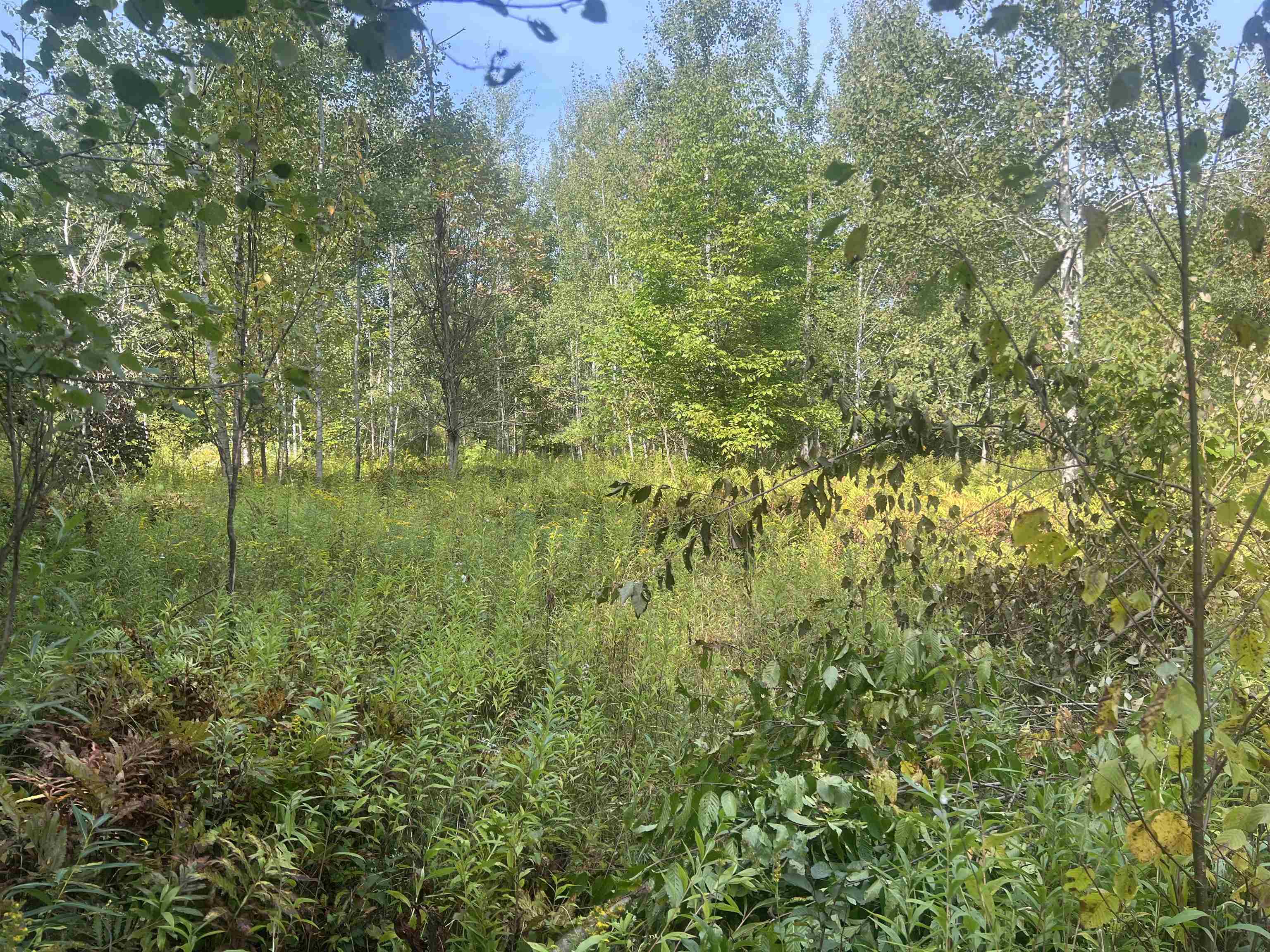 0 30 West 30 1/4 Road Harrietta, MI 49638 - Photo 1 of 9 1927076-12c305ea-2e23-48e6-b6aa-78bcb404d5c2.JPG