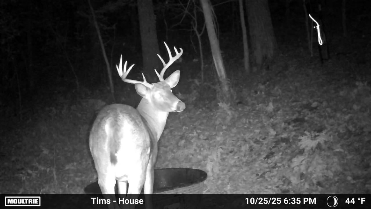 N6587 McCurdy Road Holmen, WI 54636 - Photo 35 of 36 Trail camera