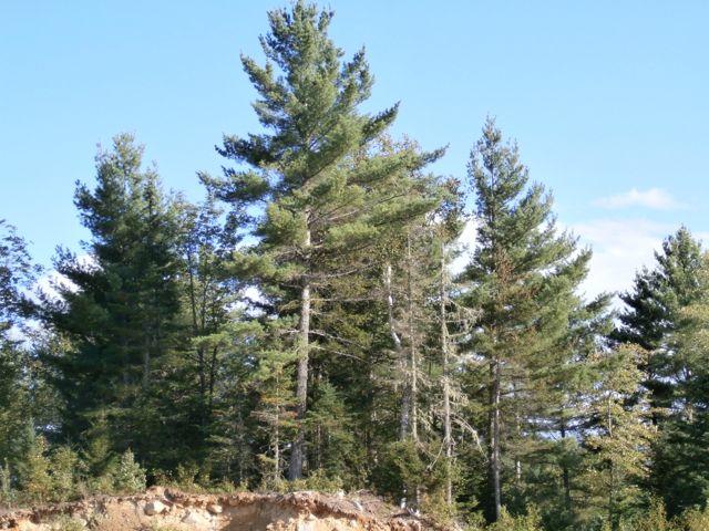 41 Roxbury Notch Road Roxbury, ME 04275 - Photo 5 of 7 P8310620