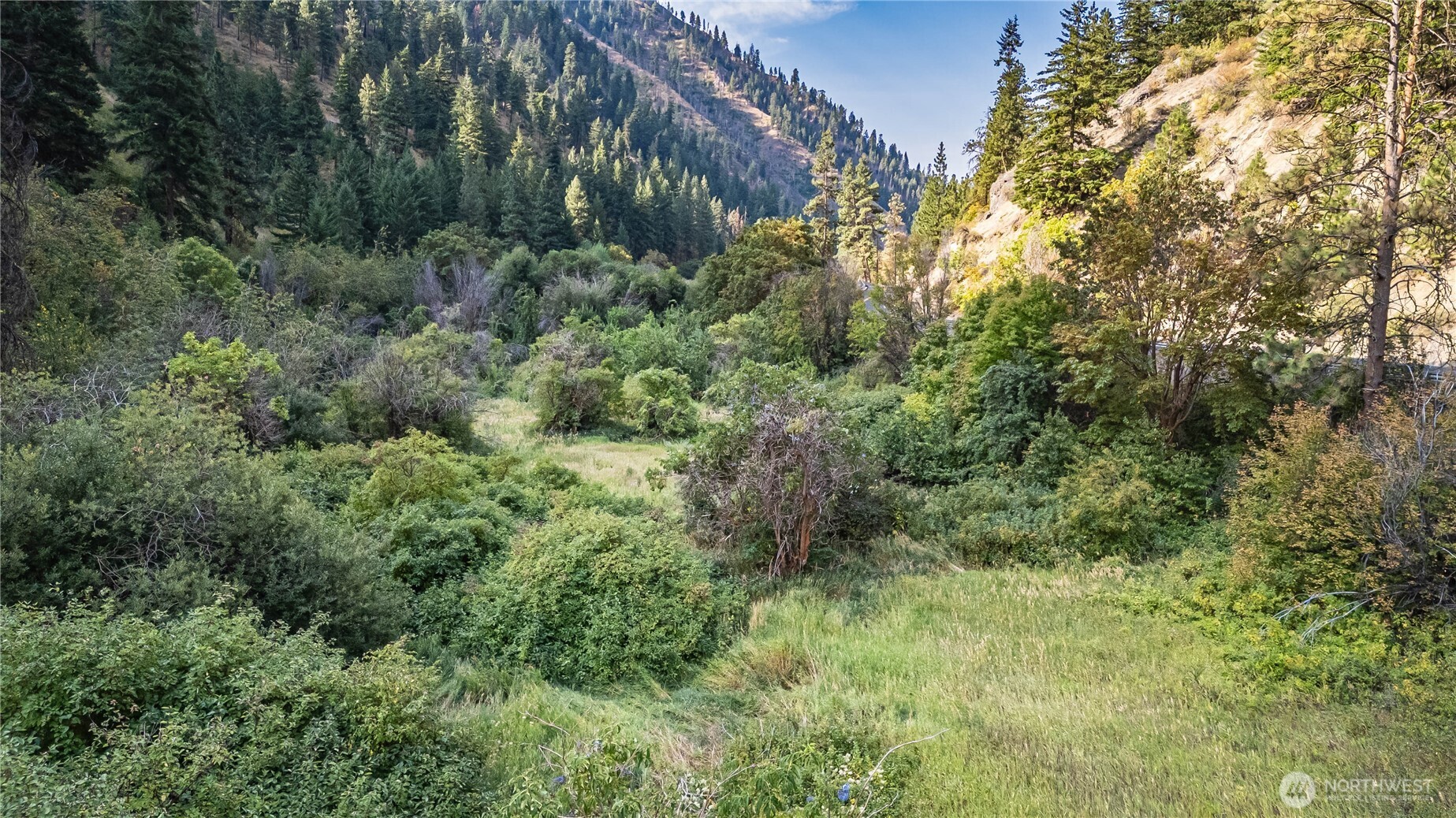 8979 Olalla Canyon Road Cashmere, WA 98815 - Photo 13 of 18 a view of a lush green forest with large trees