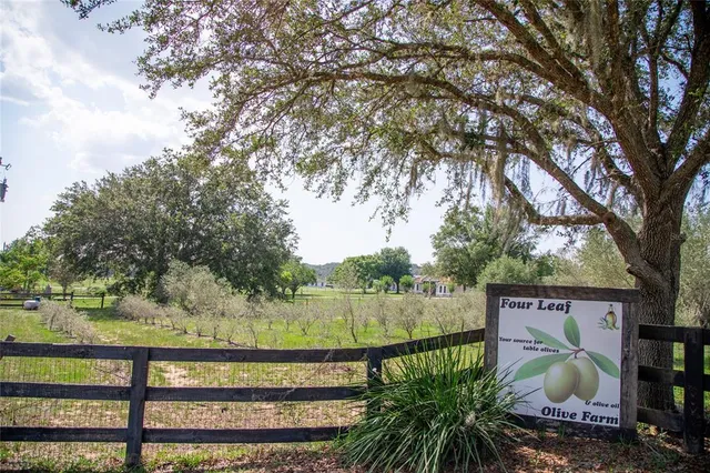 a view of a park with large trees