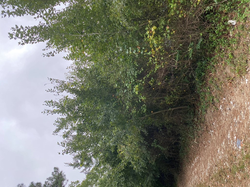 Lot B4 Big Pine Road, Unit B4 Painter, VA 23420 - Photo 2 of 2