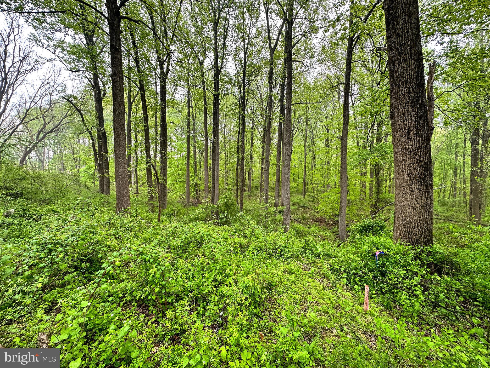 Carroll Mill Road Phoenix, MD 21131 - Photo 10 of 15