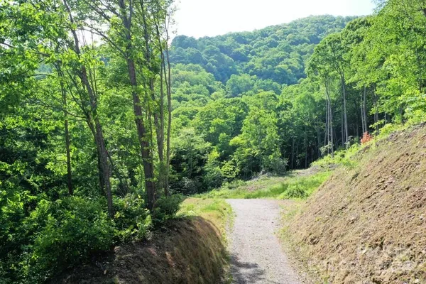 a view of a forest with a street