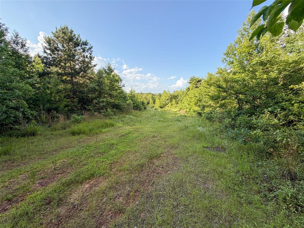 9822 Nasturtium Road Ore City, TX 75683 - Photo 11 of 30
