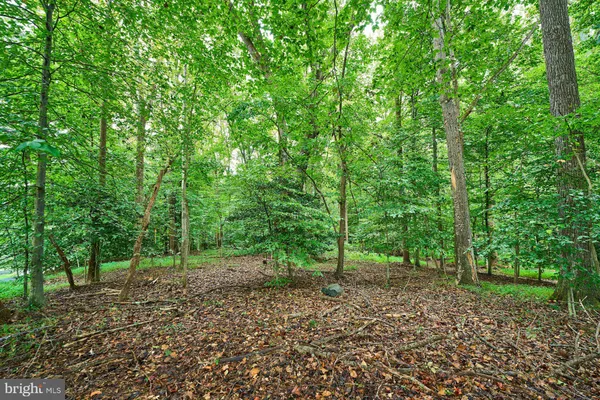 a view of a forest with trees in the background
