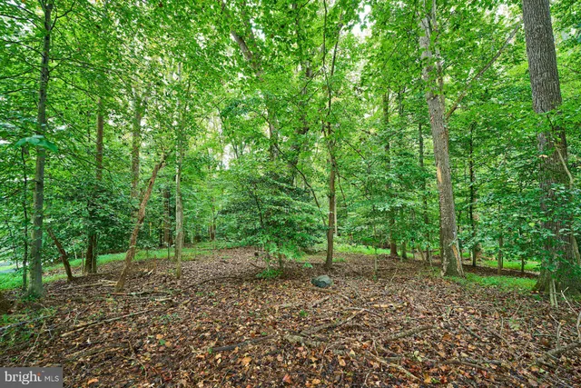 a view of a forest with trees in the background