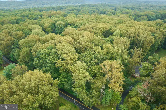 a view of a forest with an outdoor space