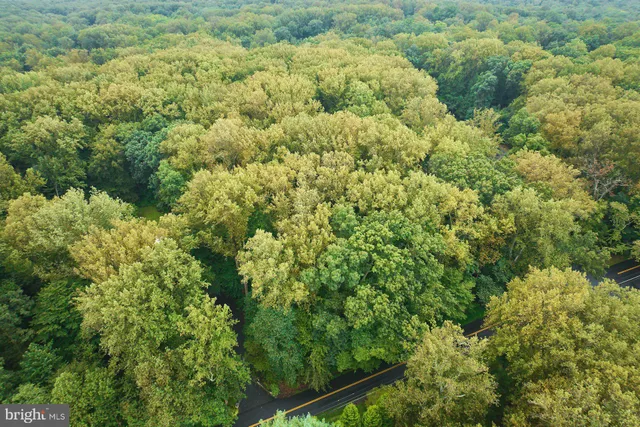 a view of a large yard with plants and large trees