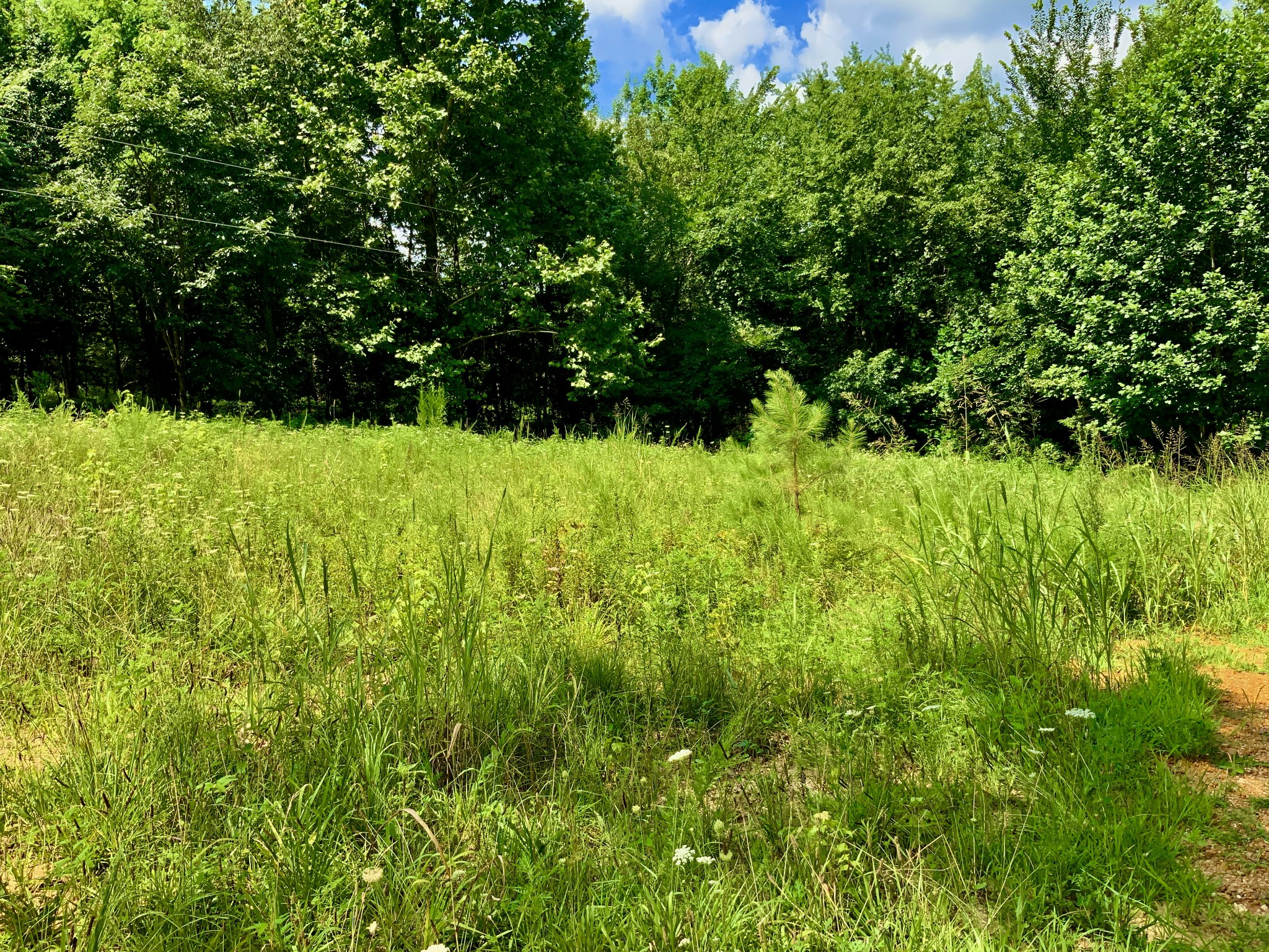 806 Pettijohn Creek Road Henry, TN 38231 - Photo 14 of 15