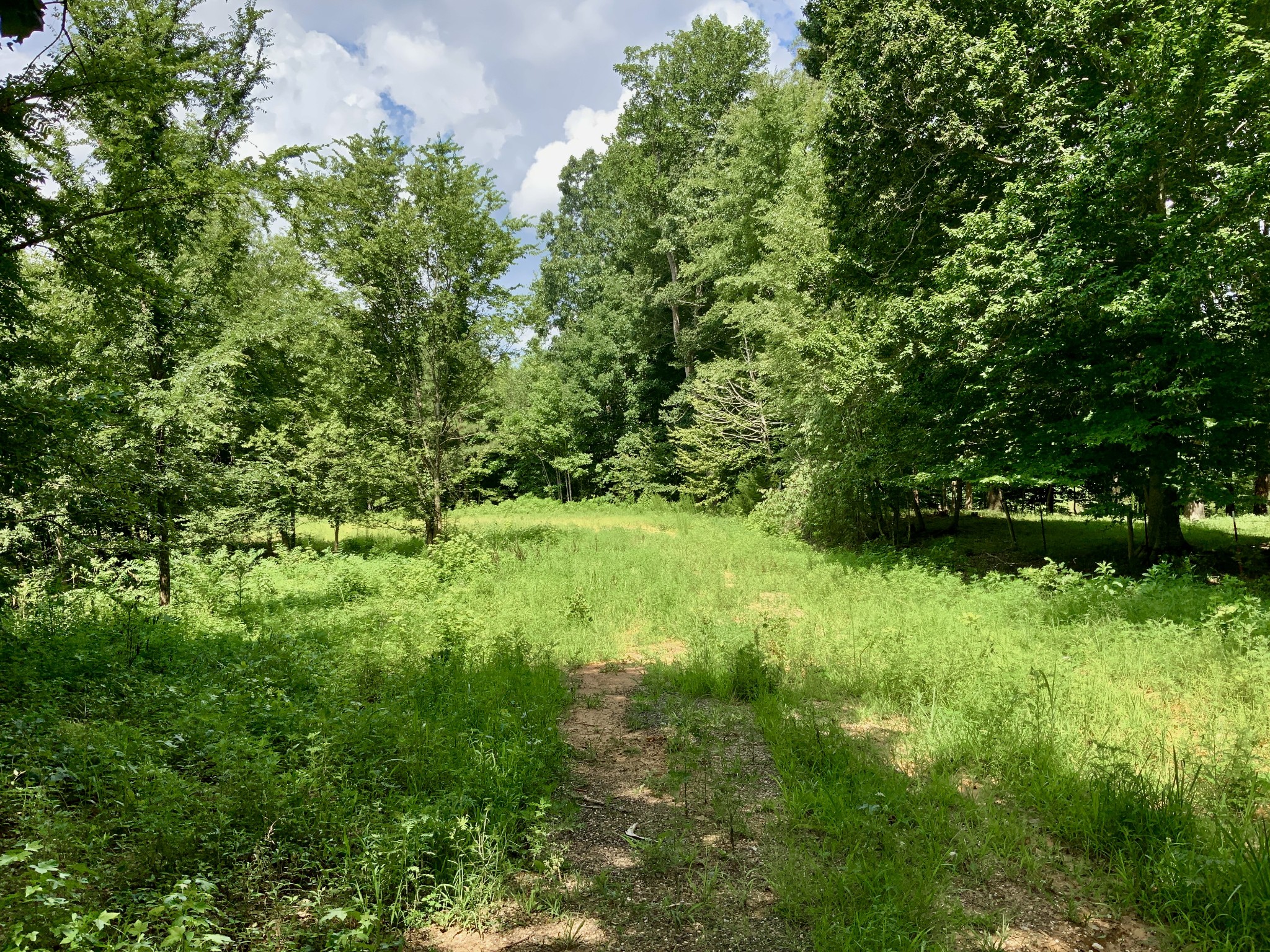 806 Pettijohn Creek Road Henry, TN 38231 - Photo 2 of 15