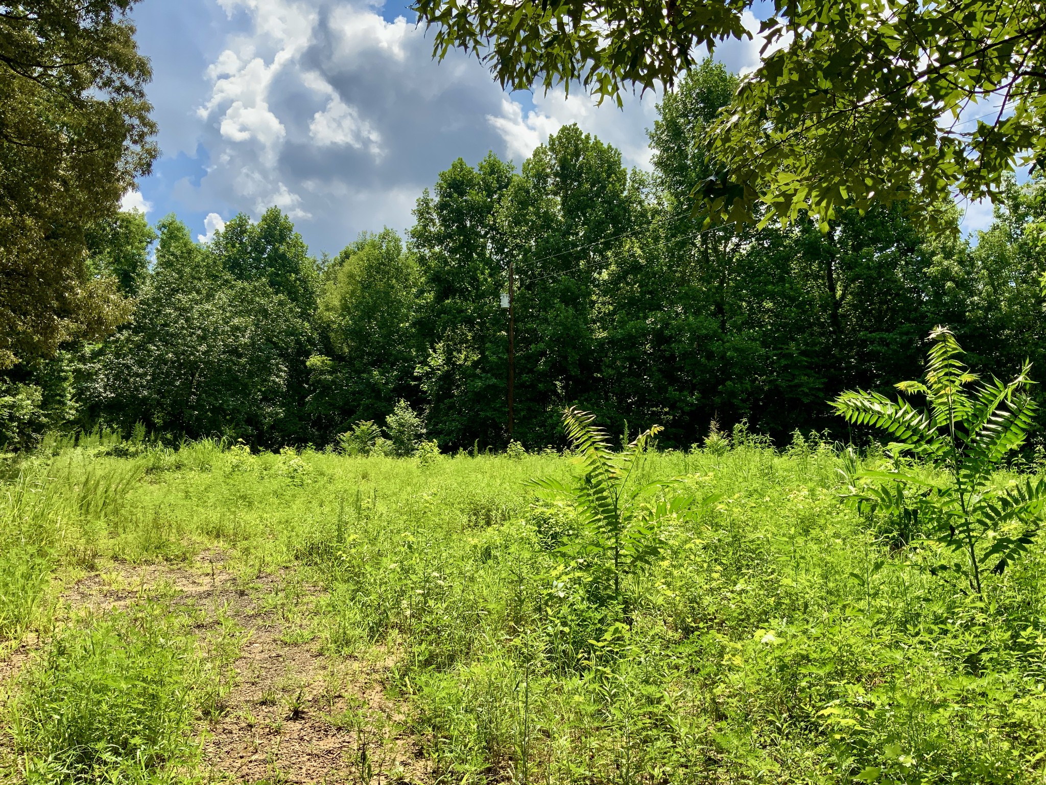 806 Pettijohn Creek Road Henry, TN 38231 - Photo 5 of 15