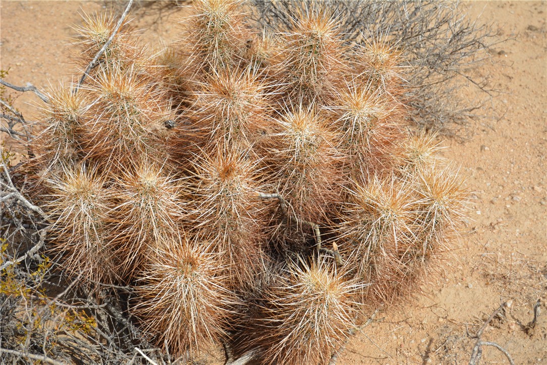 207-35-005 South Arlington Road Yucca, AZ 86438 - Photo 65 of 92