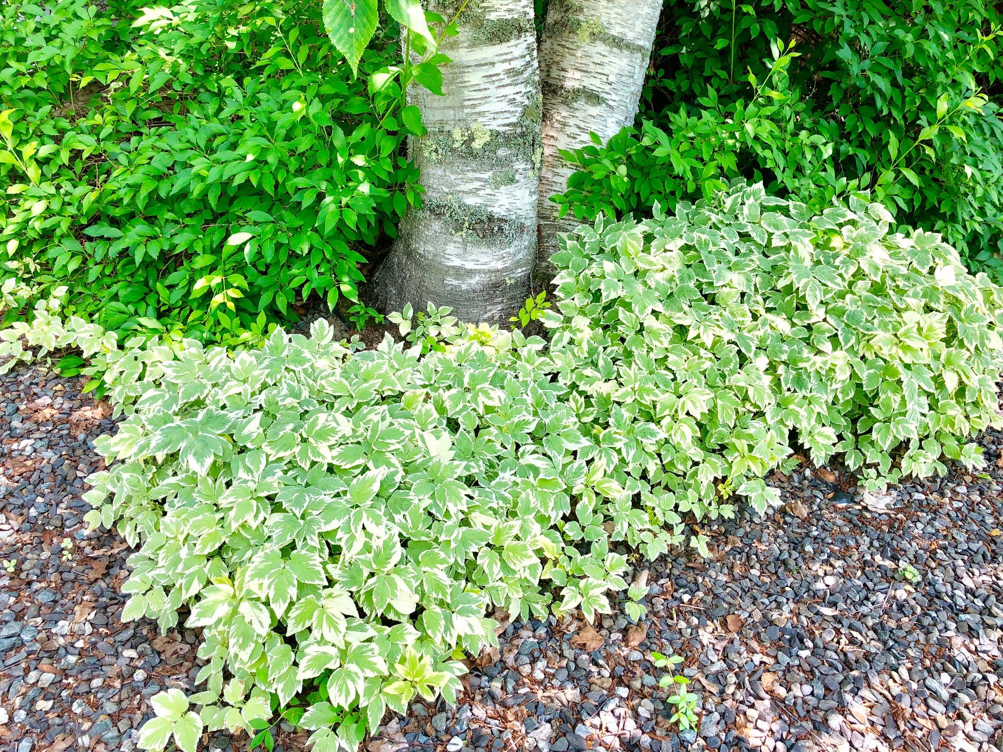 668 Bayside Road Ellsworth, ME 04605 - Photo 44 of 47 Gardens