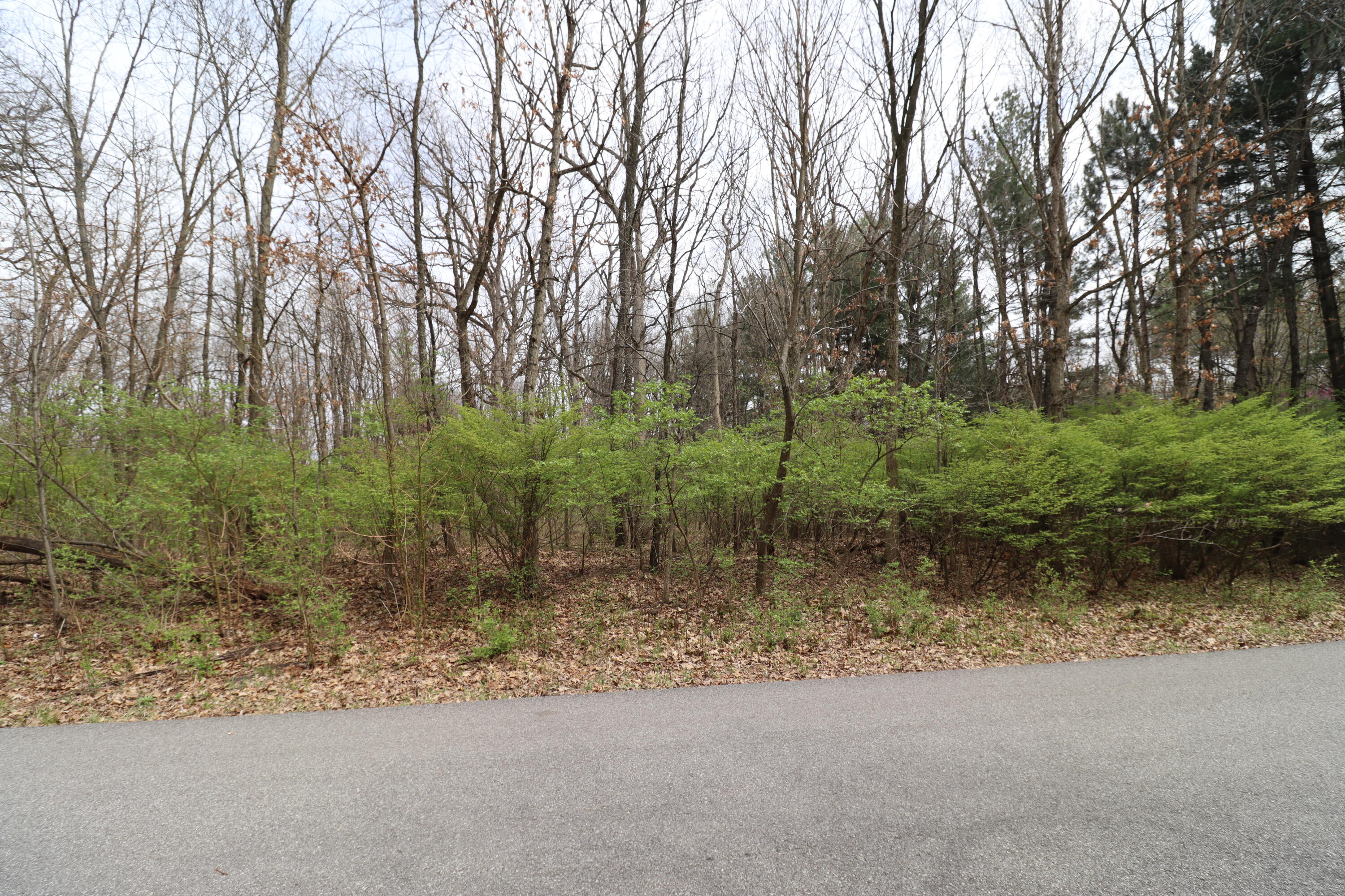 0 East Drive Demotte, IN 46310 - Photo 3 of 3 a view of a forest filled with trees