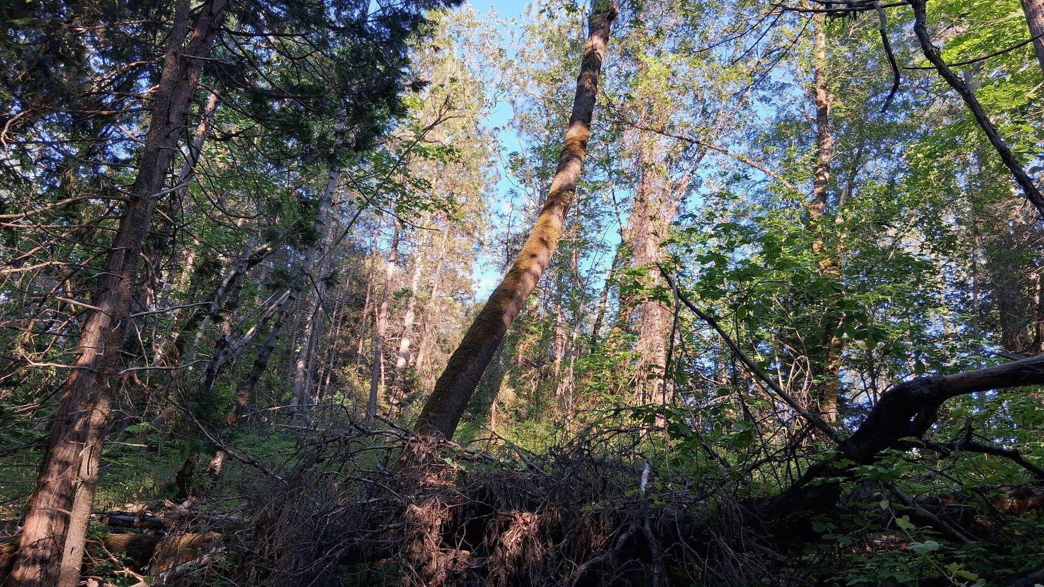 86-acres Shingletown Ridge Road Shingletown, CA 96088 - Photo 10 of 12 3636