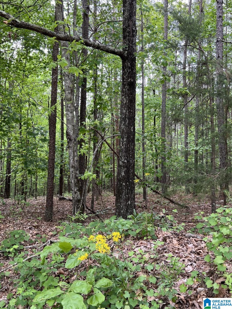 Sunhill Drive Remlap, AL 35133 - Photo 3 of 7