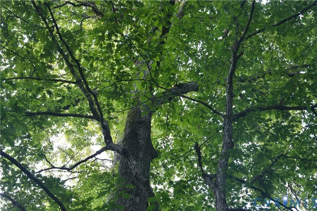 a view of a forest with trees in the background