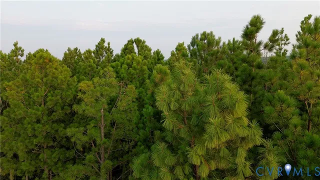 a view of a forest with trees in the background