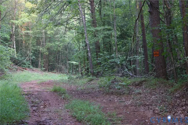 a view of a forest with trees