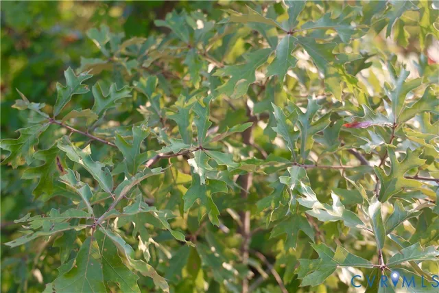 a view of a forest filled with trees