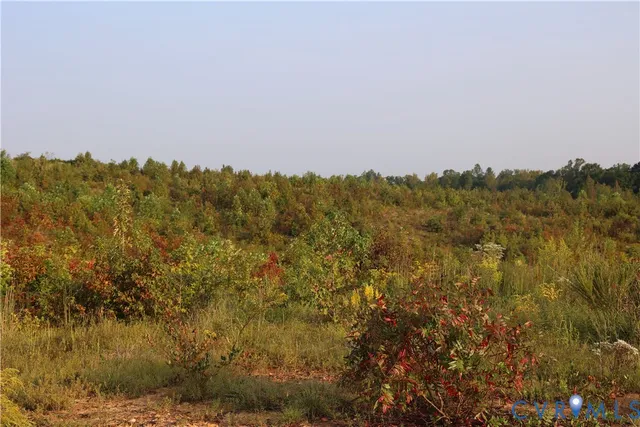 a view of a forest with trees in the background