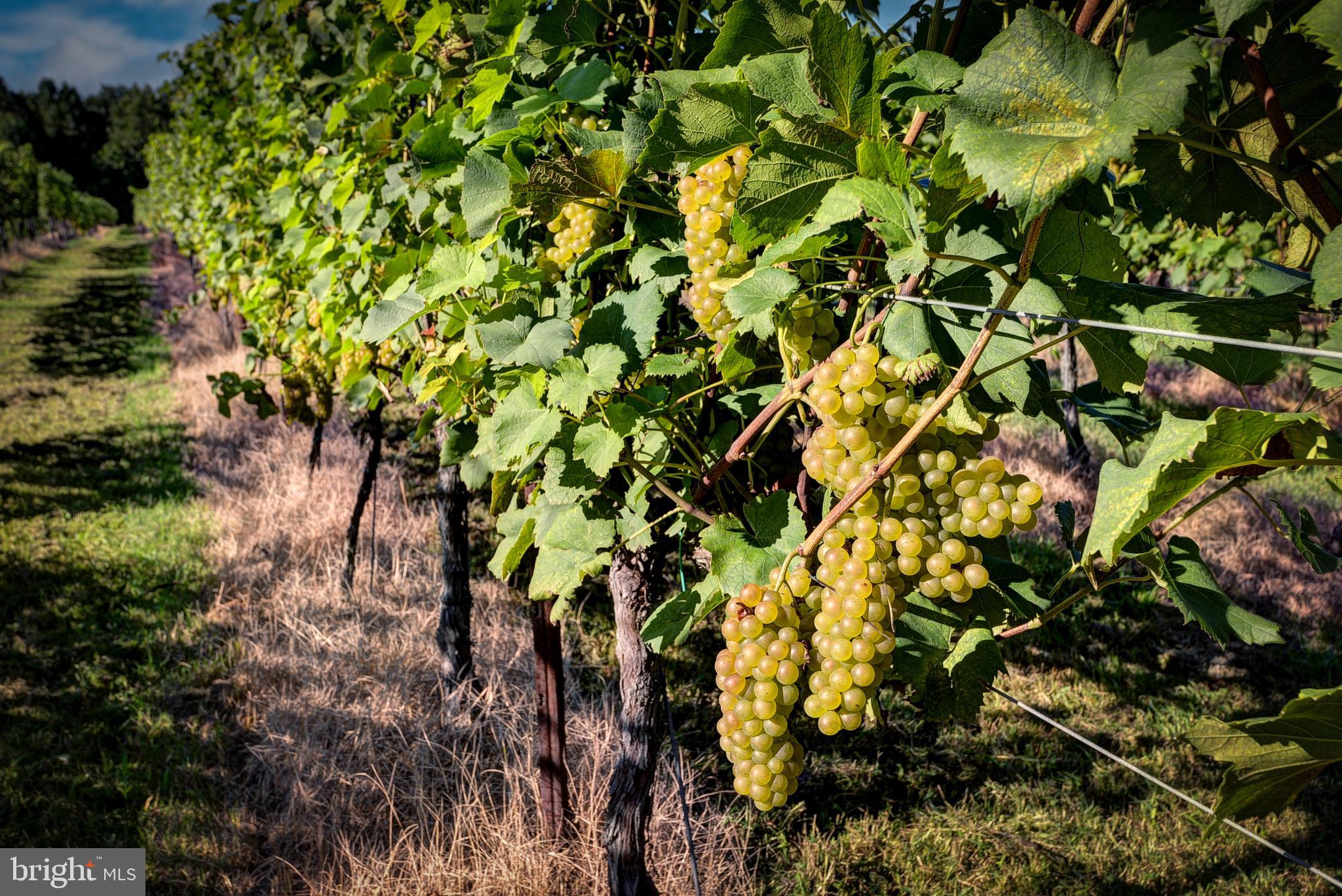 1025 Goodluck Road Lancaster, VA 22503 - Photo 105 of 132 a plant that is in a garden