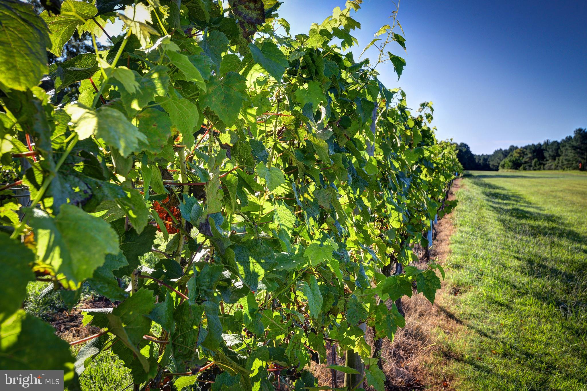 1025 Goodluck Road Lancaster, VA 22503 - Photo 107 of 132