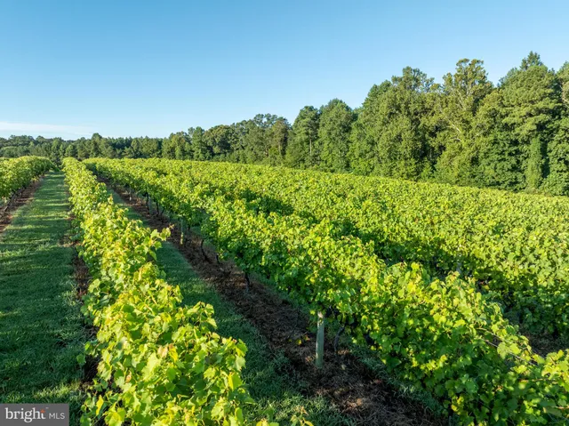 a view of a flower in a garden