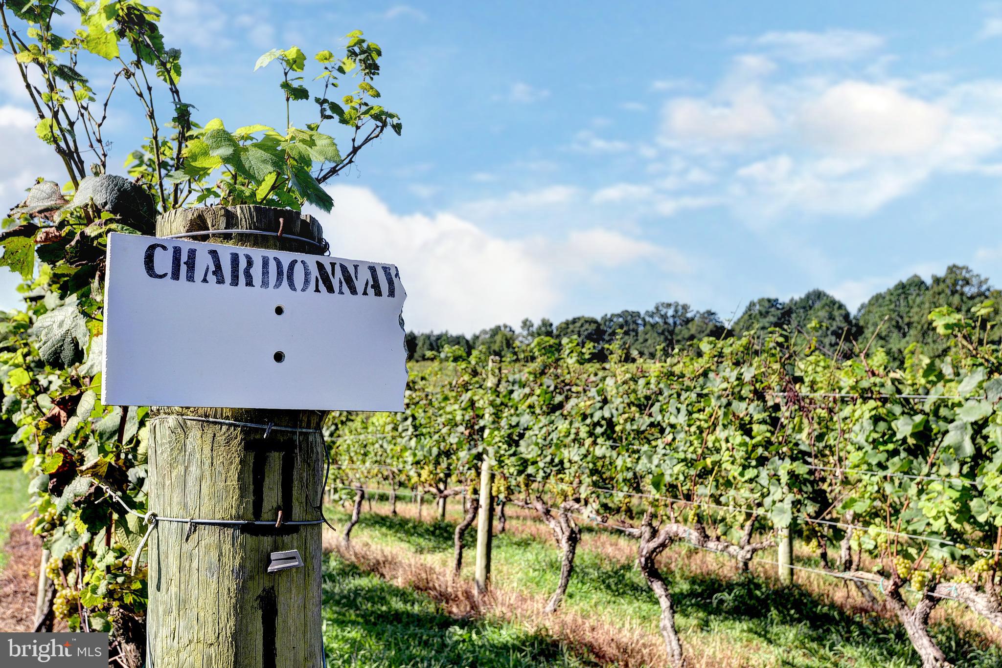 1025 Goodluck Road Lancaster, VA 22503 - Photo 19 of 132