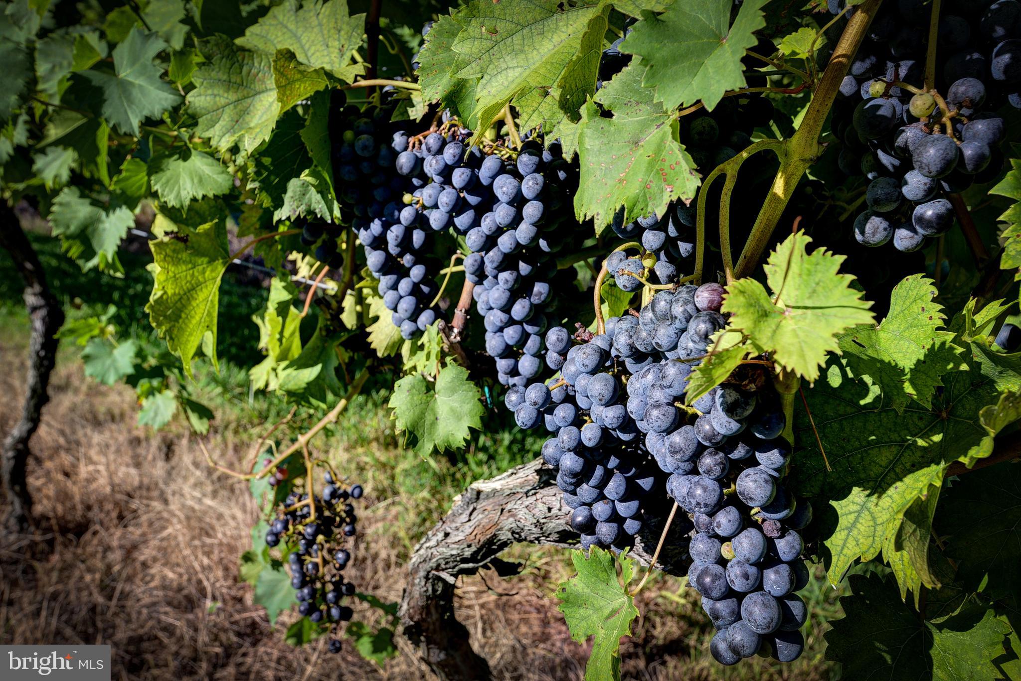 1025 Goodluck Road Lancaster, VA 22503 - Photo 21 of 132 a plant with lots of flowers
