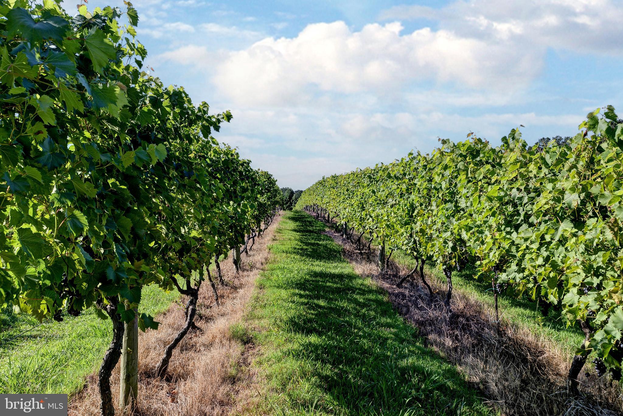 1025 Goodluck Road Lancaster, VA 22503 - Photo 23 of 132