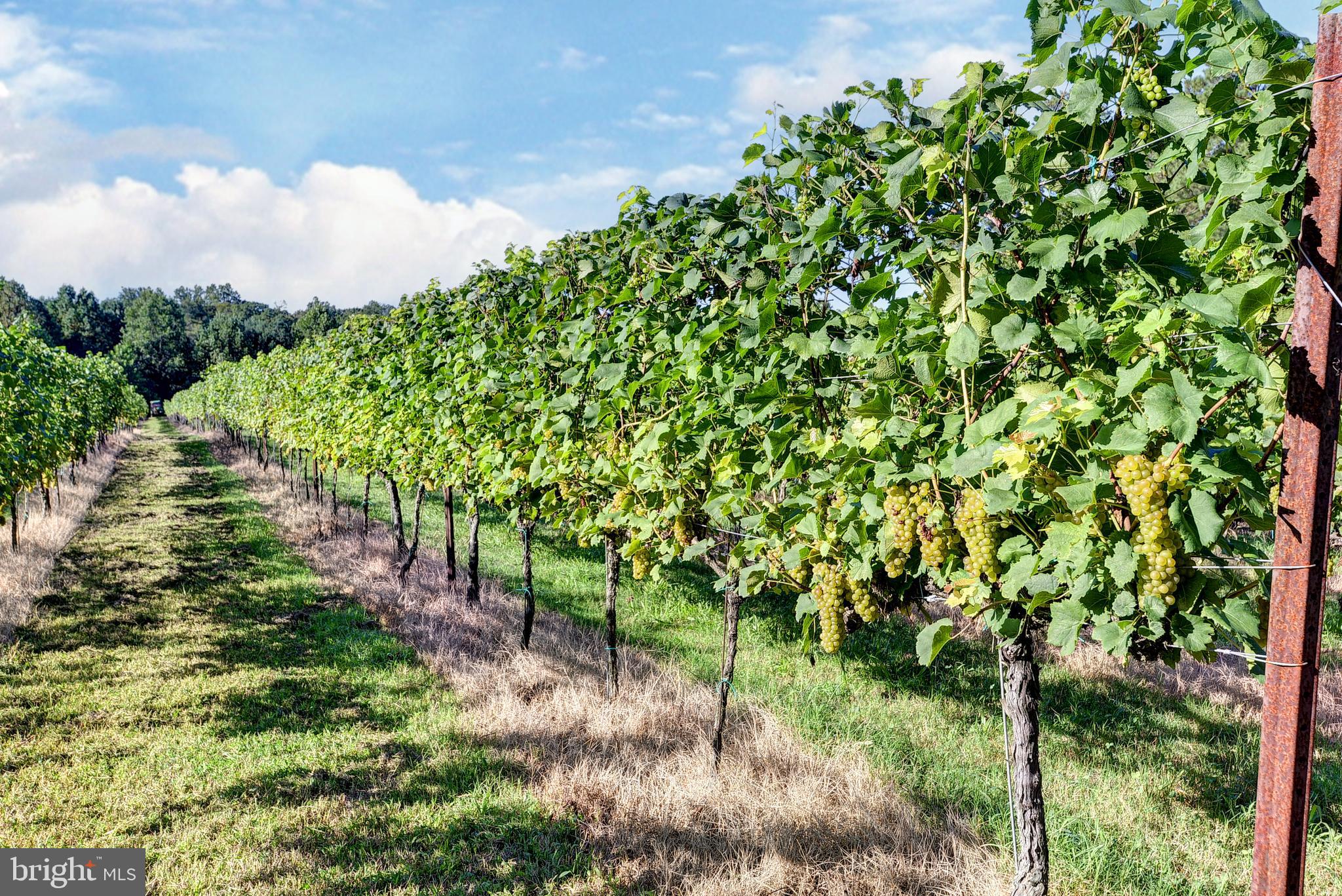 1025 Goodluck Road Lancaster, VA 22503 - Photo 26 of 132 a view of a garden