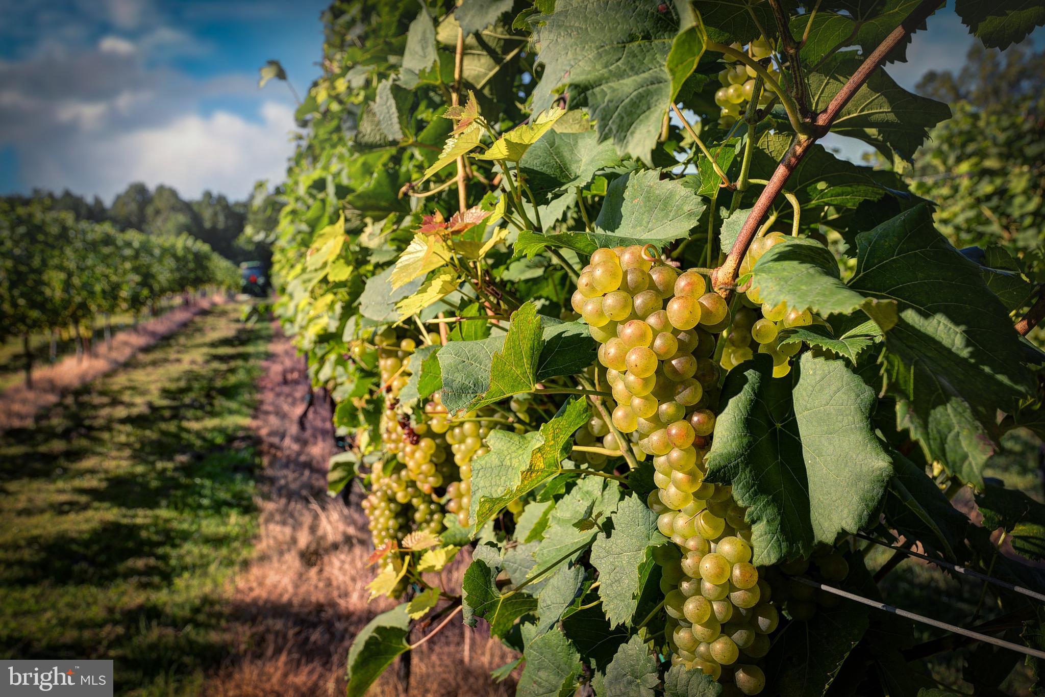 1025 Goodluck Road Lancaster, VA 22503 - Photo 27 of 132 a view of a tree