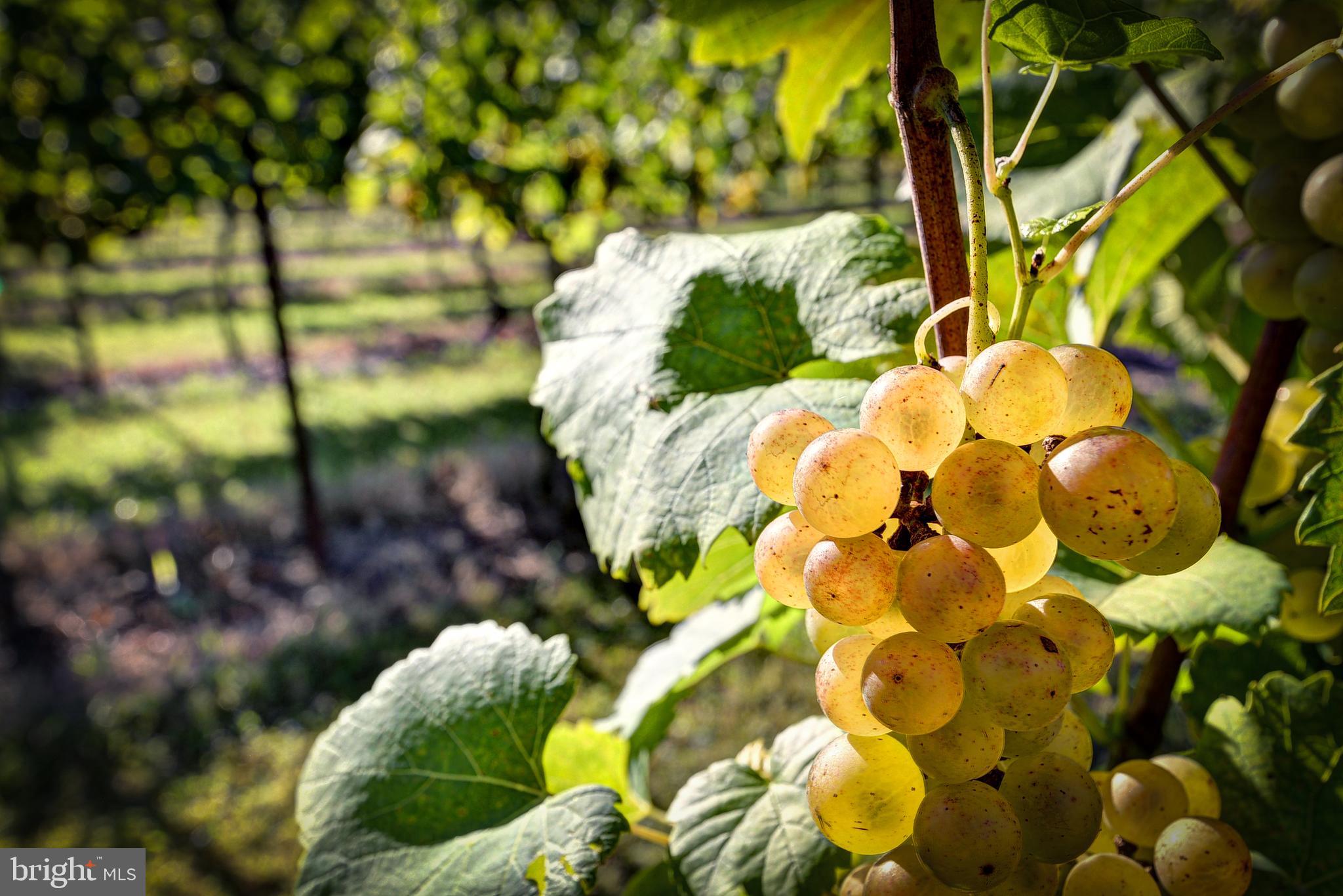 1025 Goodluck Road Lancaster, VA 22503 - Photo 28 of 132 a view of a flower in a garden