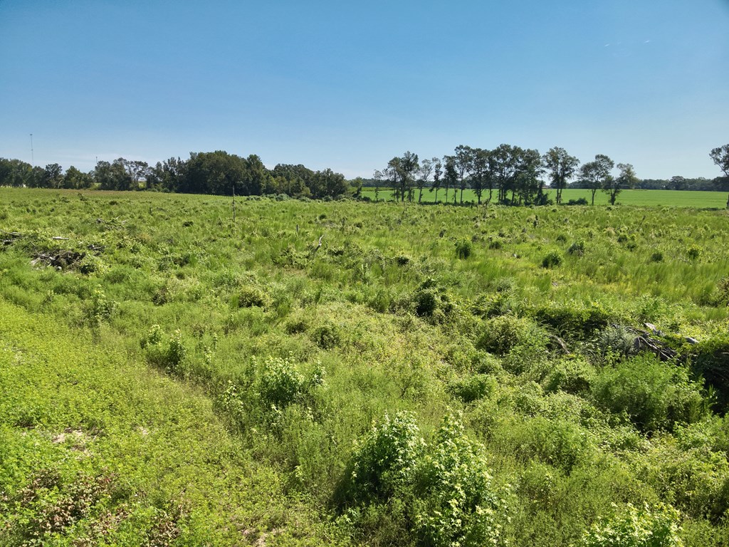 73-acres Shiver Road Daleville, AL 36322 - Photo 3 of 14