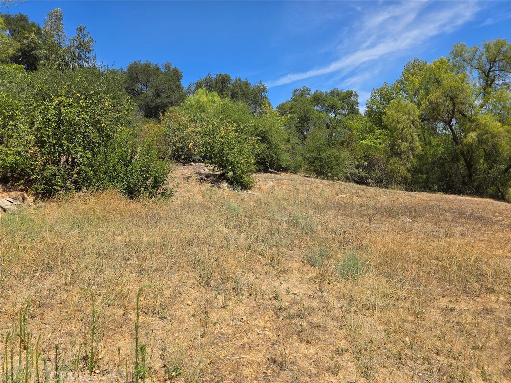 23311 Valdez Road Topanga, CA 90290 - Photo 10 of 12 a view of a yard with a tree
