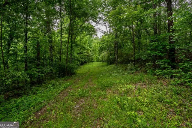 a view of a lush green forest